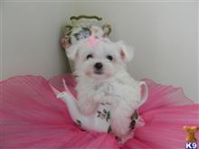maltese puppy posted by Elegant Babies